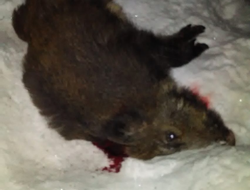 Fox Bullets - wild boar